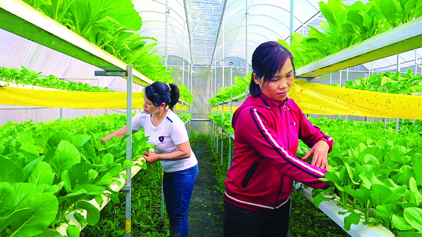Cần 'cầu nối' để chính sách đất đai không làm khó HTX