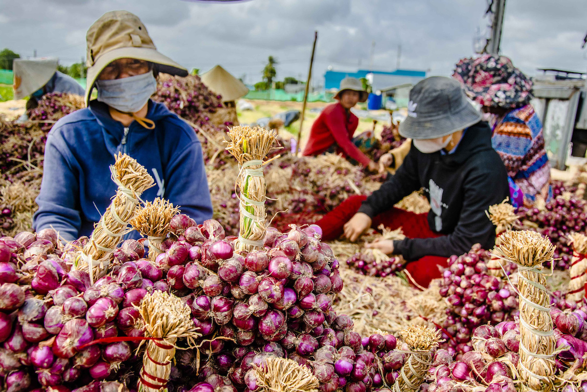 Trung Quốc là thị trường mua hành, hẹ, tỏi nhiều nhất của Việt Nam