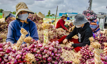 Trung Quốc là thị trường mua hành, hẹ, tỏi nhiều nhất của Việt Nam