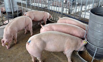 Giá lợn hơi tăng đến 3.000 đồng/kg nhưng người chăn nuôi vẫn chưa mừng