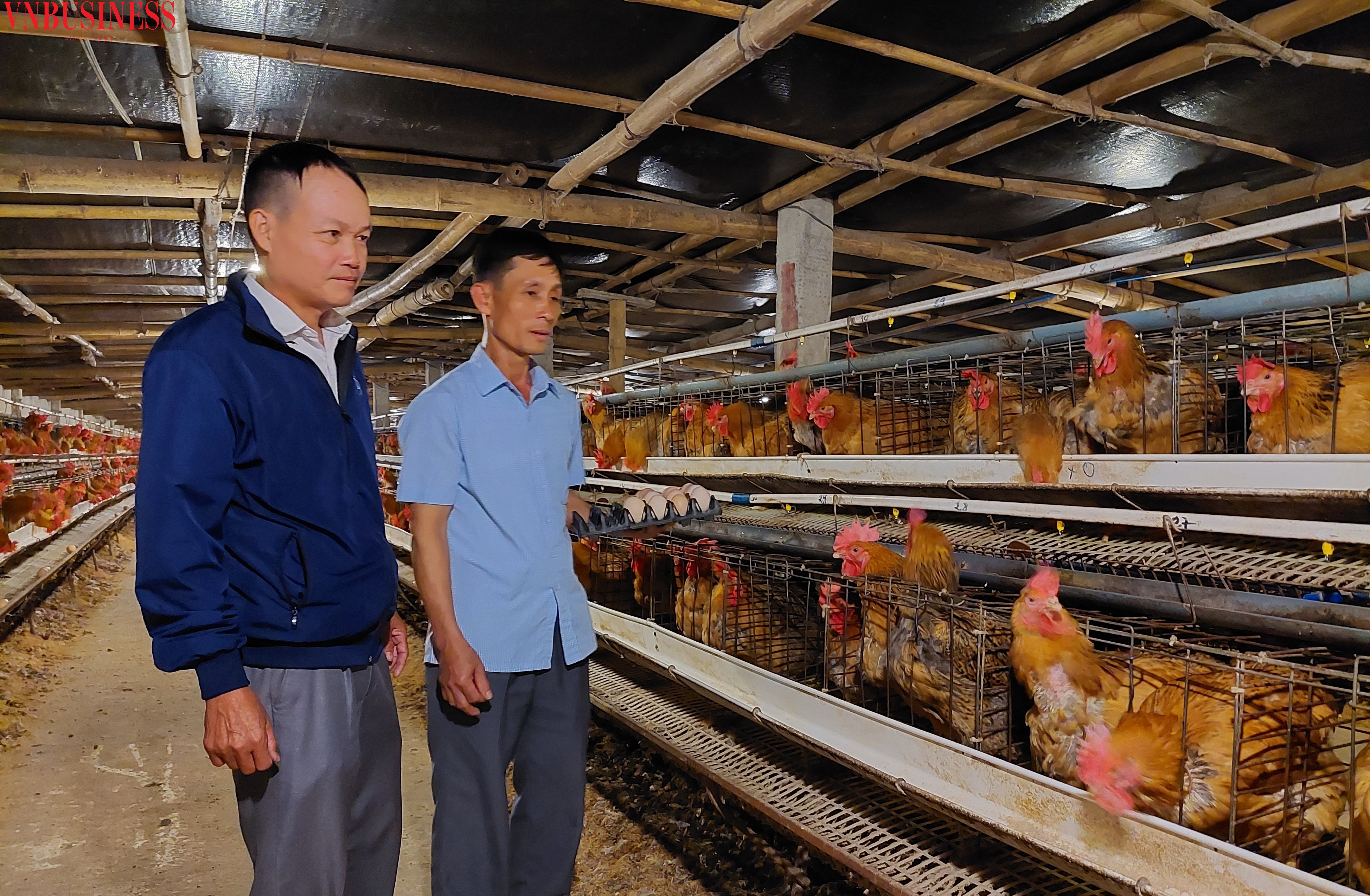 HTX ứng dụng công nghệ nuôi gà chất lượng cao