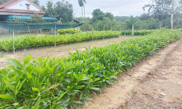 'Lợi ích kép' từ trồng rừng gỗ lớn