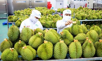 Trung Quốc chiếm hơn 56% thị phần xuất khẩu rau quả Việt Nam