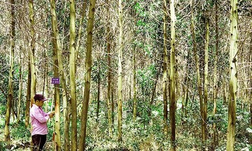 HTX trồng rừng bền vững, đổi thay vùng quanh năm nắng gió