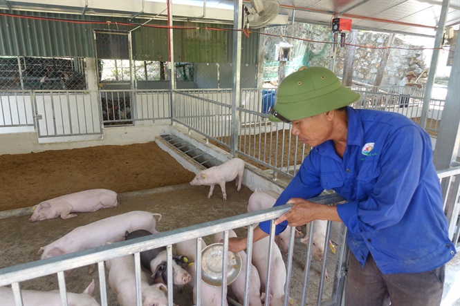 Gỡ vướng chính sách cho chăn nuôi tuần hoàn