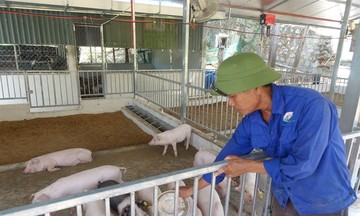 Gỡ vướng chính sách cho chăn nuôi tuần hoàn