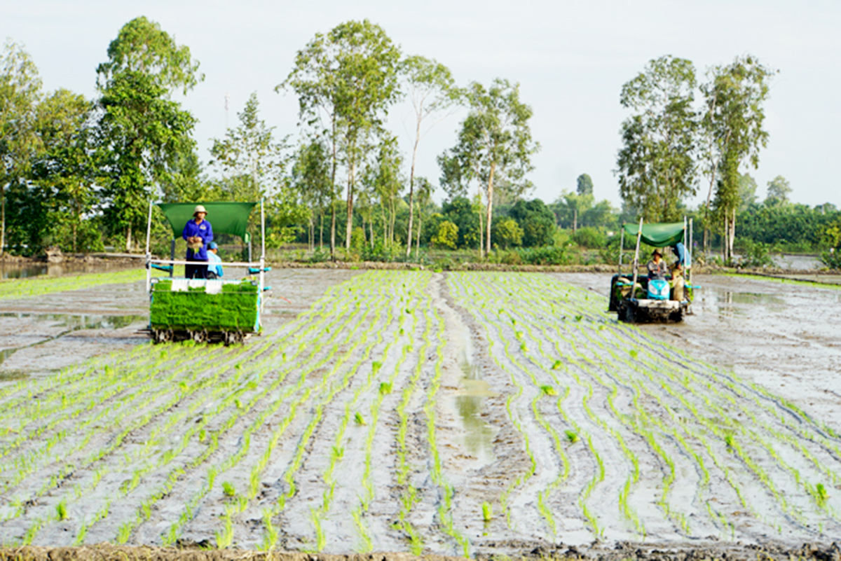 Nông thôn mới Tháp Mười khởi sắc với những 'cánh đồng thông minh'
