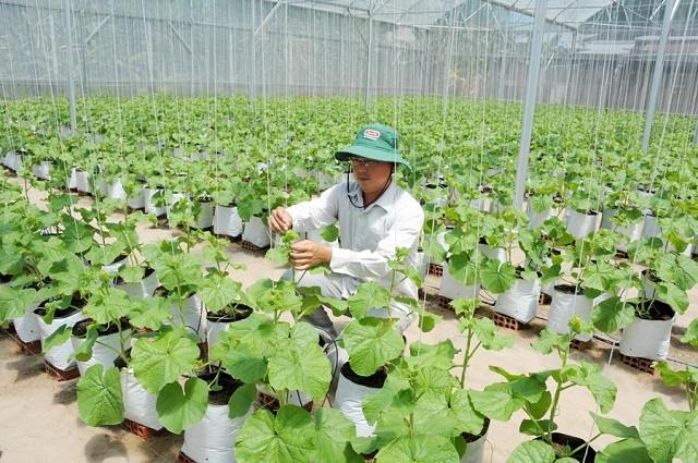 Thay đổi tư duy với trồng dưa lưới vốn lớn nhưng lời cao