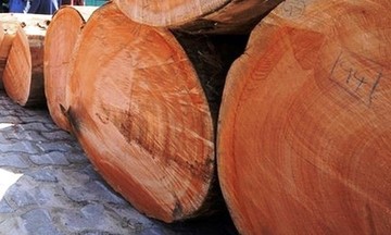 Lượng gỗ nhập rủi ro vẫn chiếm 40% tổng cung nguyên liệu