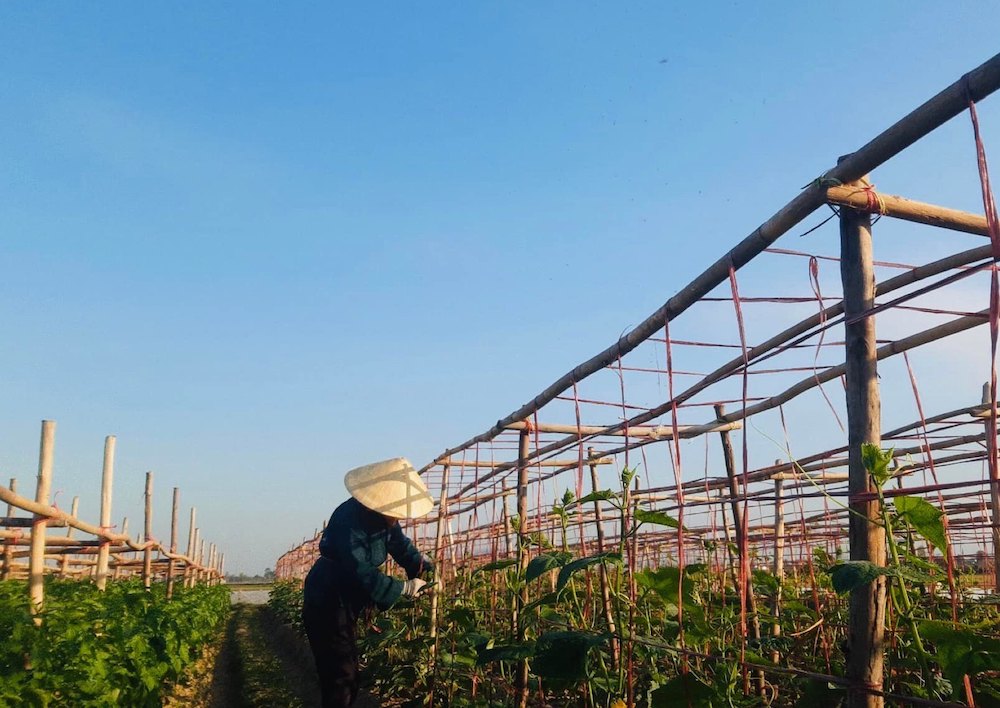 Nguồn 'vốn mồi' phát huy hiệu quả xóa đói giảm nghèo