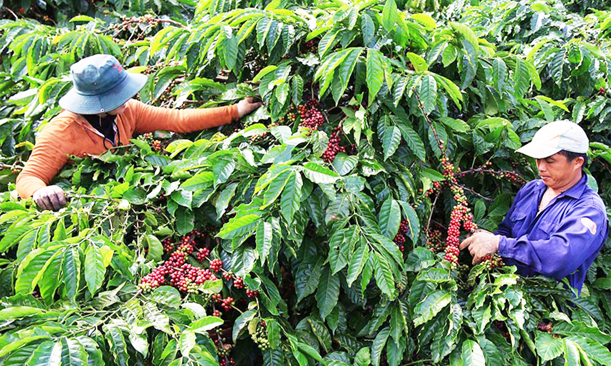 Nông nghiệp sạch lên ngôi, nông dân 'sống khỏe'