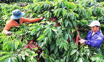 Nông nghiệp sạch lên ngôi, nông dân 'sống khỏe'
