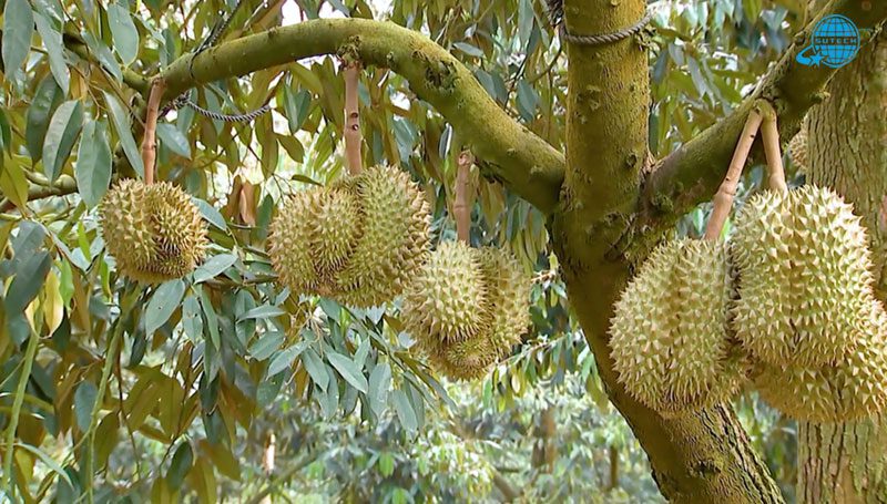 Bộ NN&PTNT giao địa phương quản lý, chịu trách nhiệm về cấp mã số vùng trồng