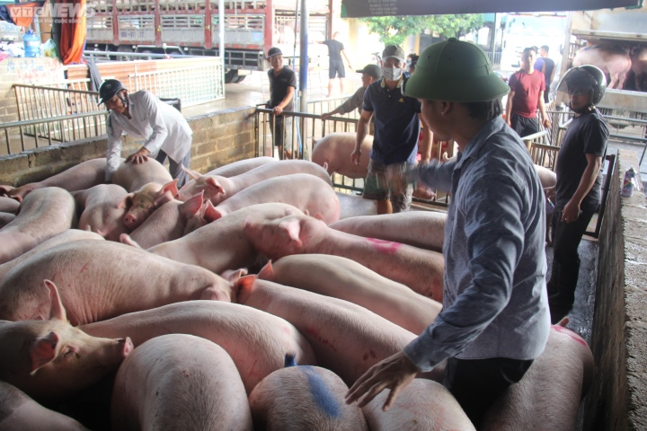 Chỉ 48.000 đồng/kg, người nuôi lợn chưa thoát cơn bĩ cực