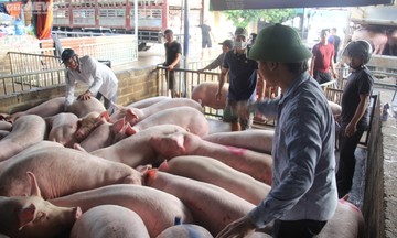 Chỉ 48.000 đồng/kg, người nuôi lợn chưa thoát cơn bĩ cực