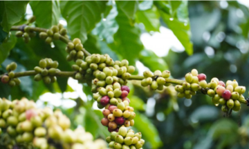 Cà phê sắp chạm mốc 49.000 đồng/kg