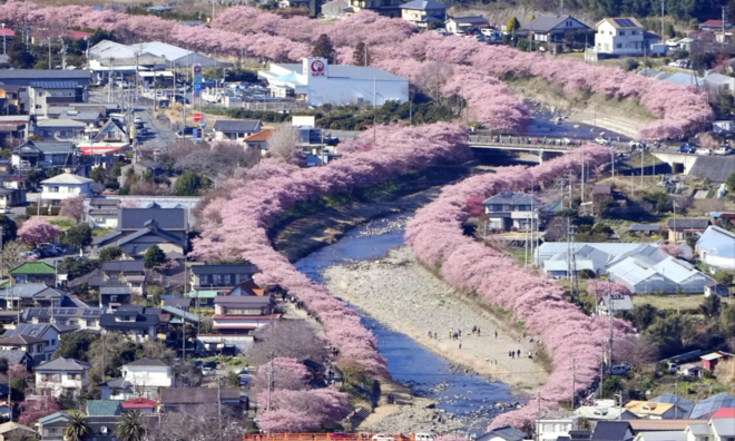 <p>
Những cây hoa anh đào mọc dọc con sông ở Kawazu, Nhật Bản</p>