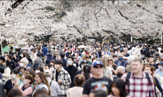 <p>
Du khách đi dưới tán cây anh đào ở công viên Ueno, Tokyo</p>