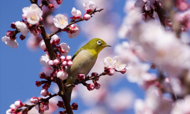 <p>
Một con chim vành khuyên đậu trên cành hoa anh đào ở Yamato, Nhật Bản</p>