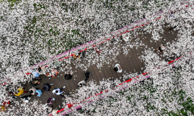 <p>
Ngắm hoa anh đào trong một công viên ở thành phố Ninh Ba, Trung Quốc</p>