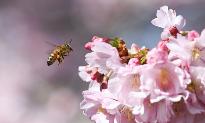 <p>
Một con ong đang bay đến bông hoa anh đào ở Munich, Đức</p>