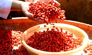 HTX khai phá thị trường gia vị nguồn gốc đơn nhất