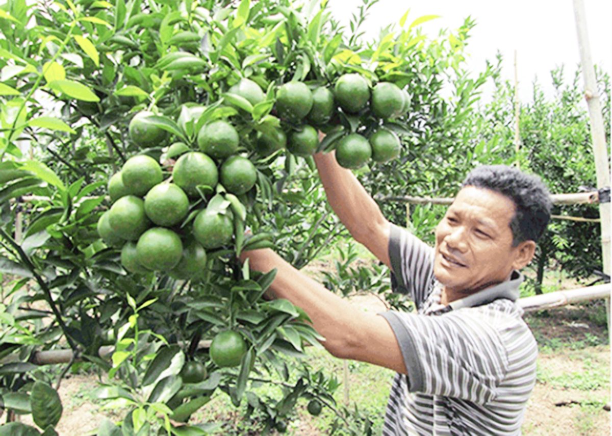 Thu tiền tỷ nhờ ứng dụng công nghệ cao để trồng quýt, nuôi thủy sản