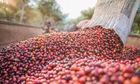 Cà phê giảm 300 đồng/kg trước sức ép nguồn cung dồi dào