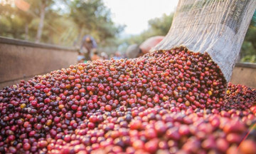Cà phê giảm 300 đồng/kg trước sức ép nguồn cung dồi dào