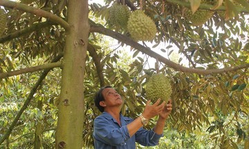 HTX cùng nông dân vượt khó vươn lên ở vùng 'cây lành trái ngọt'