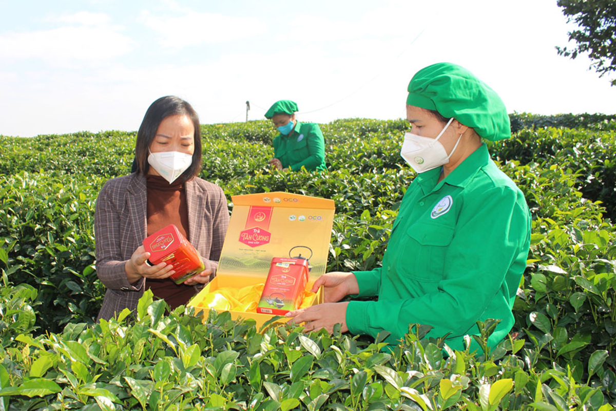 Nông dân làm du lịch ở xứ 'đệ nhất danh trà'