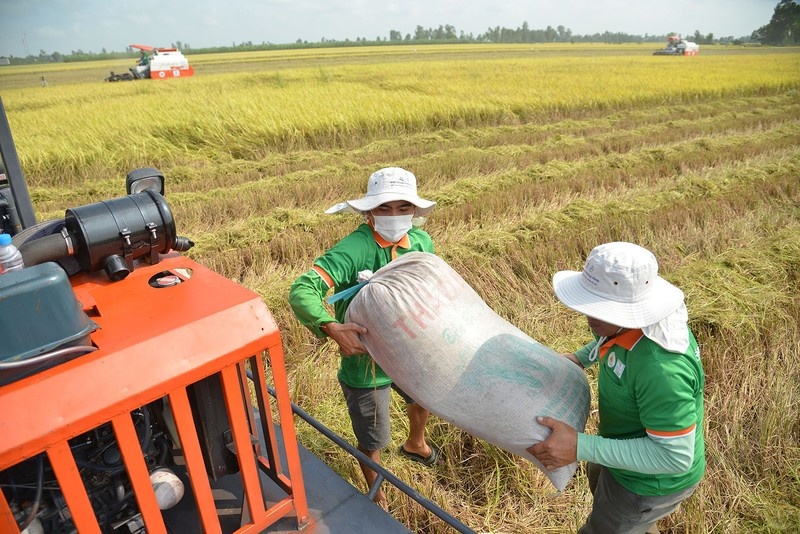 Thứ trưởng Bộ NN&PTNT: 'Nông dân có lợi nhuận 100% khi trồng lúa là không phải đâu'