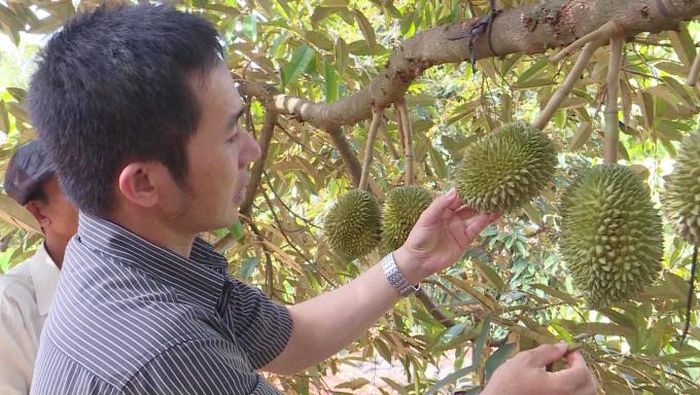 Bao giờ bảo hiểm nông nghiệp là tấm khiên của HTX?