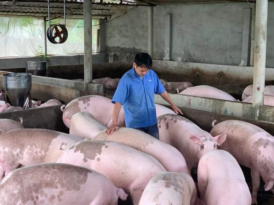 Cục Chăn nuôi: Không riêng giá heo hơi ở Việt Nam giảm mạnh mà Trung Quốc, Thái Lan cũng vậy