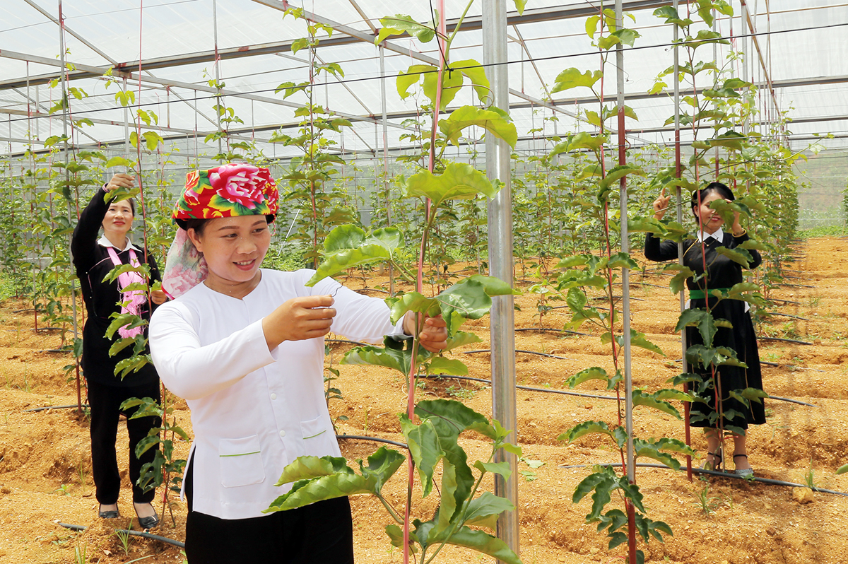 Nông nghiệp 'khoác áo mới' nhờ cây trồng chủ lực