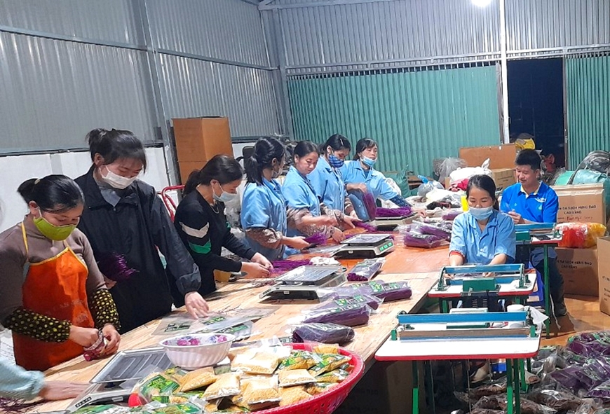 Đầu tàu dẫn dắt nông dân thoát nghèo