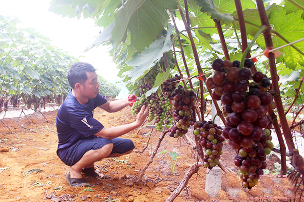 Những mùa nho tiền tỷ trên đất dốc ở Sơn La