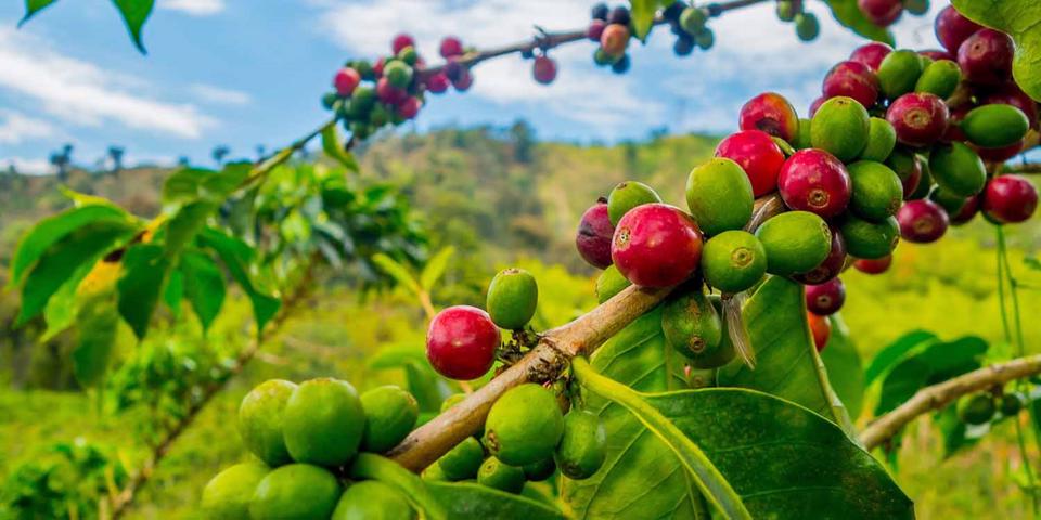 Cà phê chưa thể cán mốc 50.000 đồng/kg