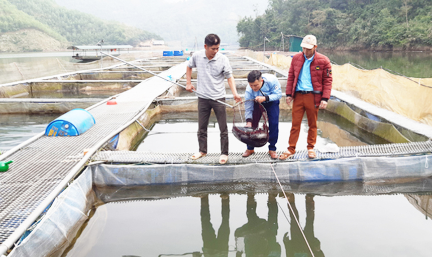 Ninh Thuận nhân rộng các mô hình nuôi biển có hiệu quả kinh tế cao  Kinh  doanh  Vietnam VietnamPlus