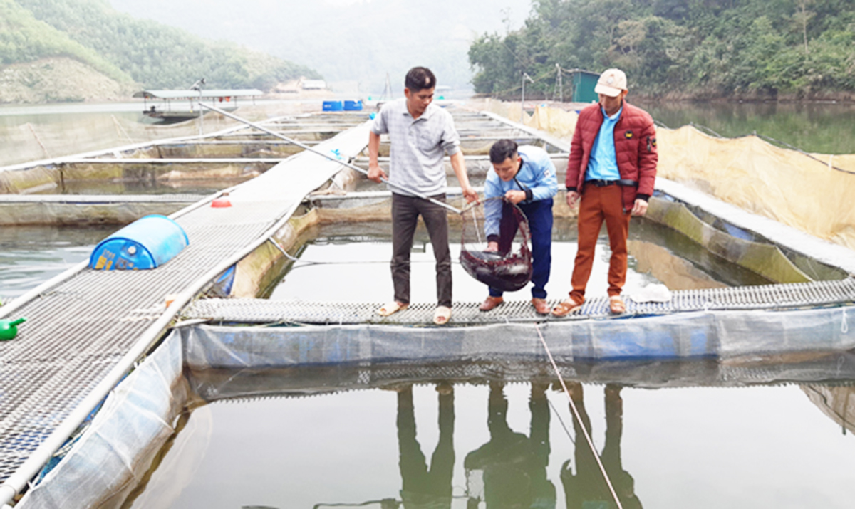 Nuôi cá lồng kết hợp làm du lịch, nông dân thu tiền triệu
