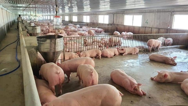 Tăng đến 2.000 đồng/kg nhưng giá lợn vẫn... 'mù mịt'