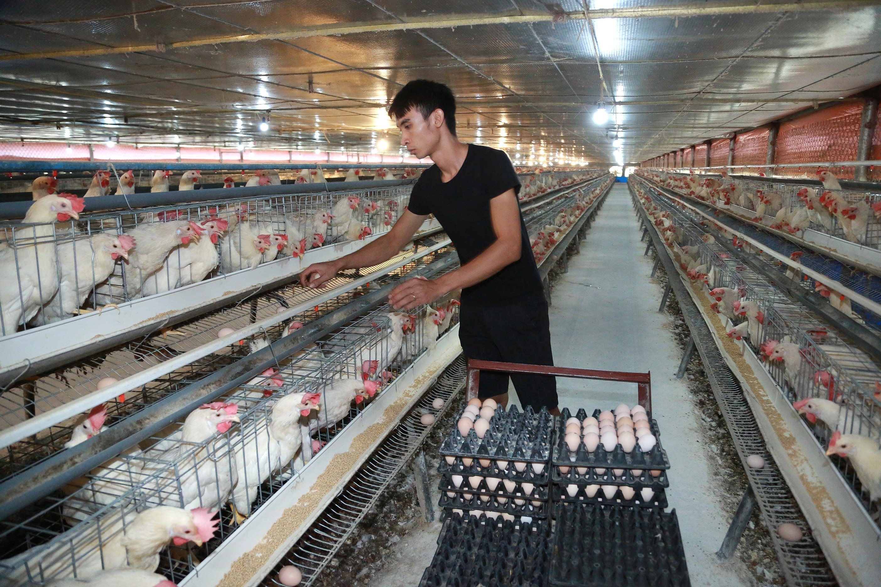 HTX trước bài toán di dời trang trại chăn nuôi ra khỏi khu dân cư