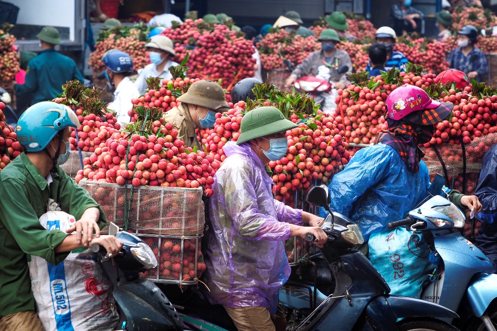 'Kinh đô vải thiều' dự kiến xuất khẩu hơn 43 nghìn tấn trong năm nay