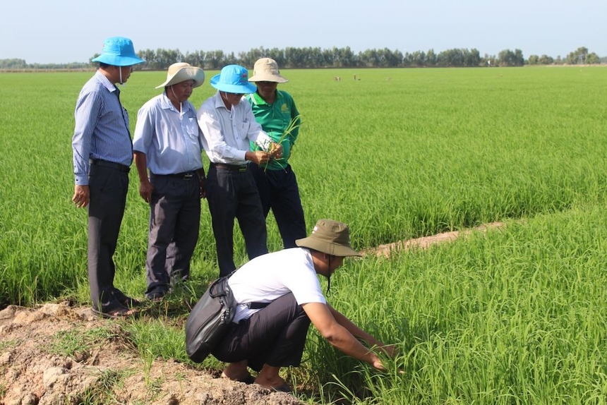 Tập huấn kỹ thuật sản xuất lúa chất lượng cao