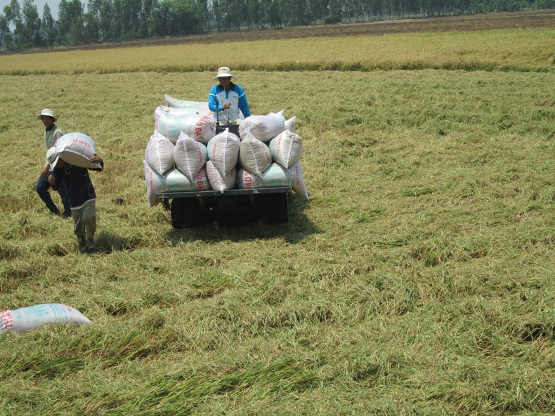 Doanh nghiệp 'tiếp sức' cho HTX và nông dân