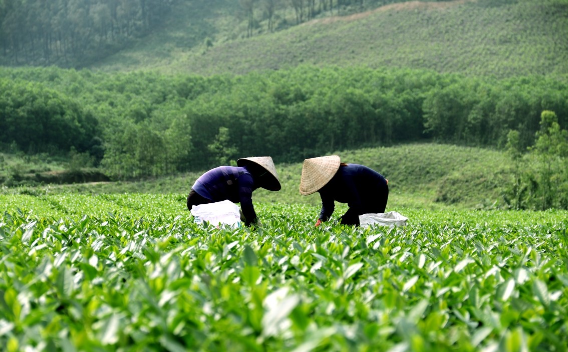 Khơi dậy tiềm năng OCOP Thuận Châu