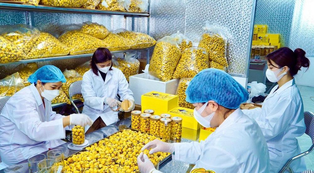 Người dân Ba Chẽ 'đổi đời' nhờ trồng trà hoa vàng