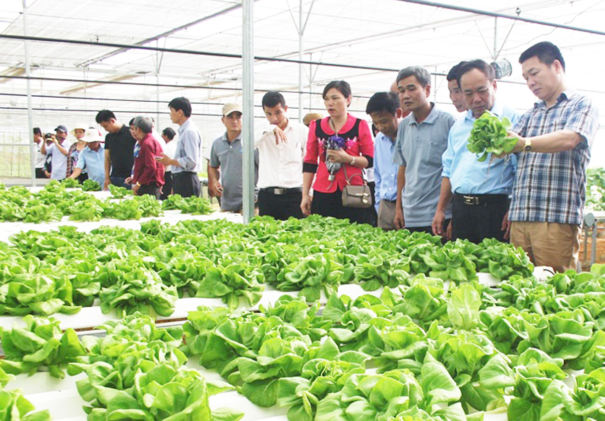 Những 'nông dân công nghệ' làm giàu từ rau củ quả sạch