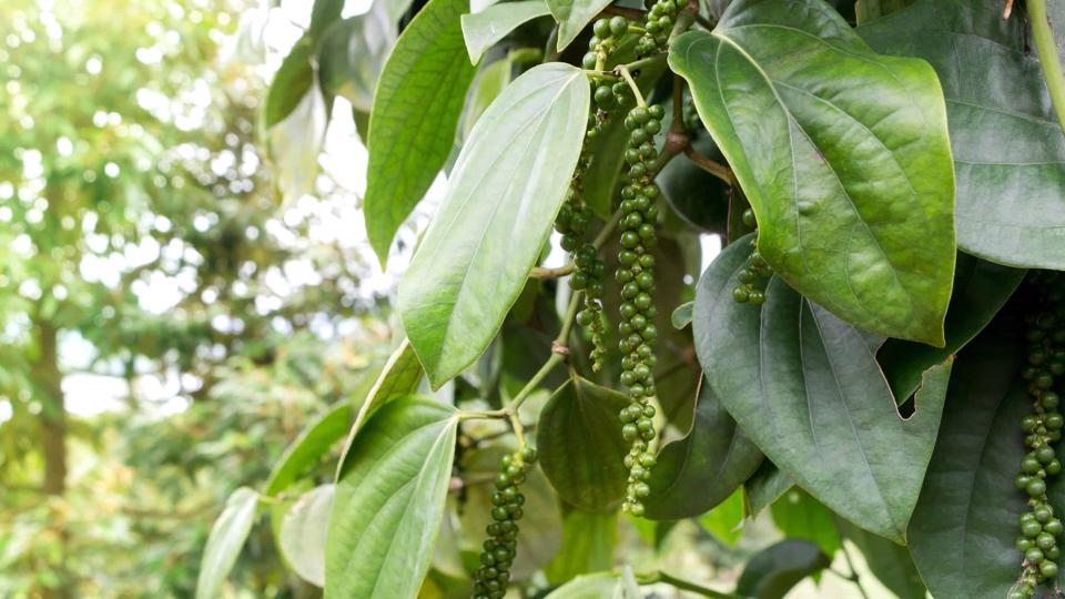 Giá tiêu biến động tích cực, đồng loạt tăng 500 đồng/kg