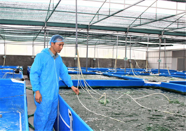 Thu hàng trăm triệu nhờ trồng tảo xoắn Spirulina